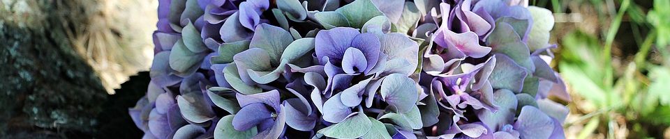 Hortenzia Idősek Ápoló Otthona