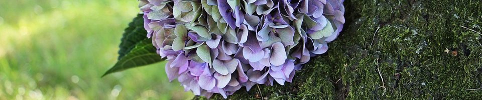 Hortenzia Idősek Ápoló Otthona