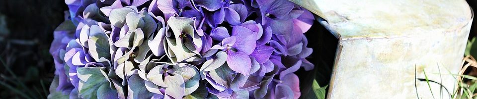 Hortenzia Idősek Ápoló Otthona